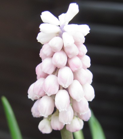 Muscari Pink Sunrise